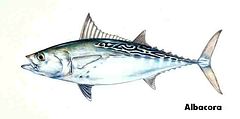 Albacora