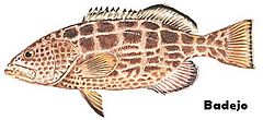 Badejo