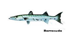 Barracuda