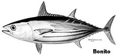 Bonito