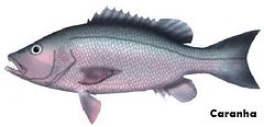 Caranha