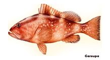 Garoupa