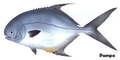 Pampo